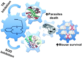 Graphical abstract: Synthetic single and double aza-scorpiand macrocycles acting as inhibitors of the antioxidant enzymes iron superoxide dismutase and trypanothione reductase in Trypanosoma cruzi with promising results in a murine model