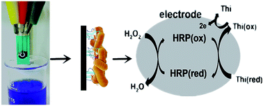 Graphical abstract: Enzyme-functionalized electrochemical immunosensor based on electrochemically reduced graphene oxide and polyvinyl alcohol-polydimethylsiloxane for the detection of Salmonella pullorum & Salmonella gallinarum