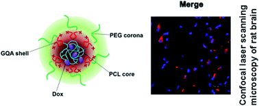 Graphical abstract: Gemini quaternary ammonium-incorporated biodegradable multiblock polyurethane micelles for brain drug delivery