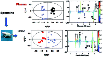 Graphical abstract: Systemic responses of weaned rats to spermine against oxidative stress revealed by a metabolomic strategy