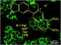 Graphical abstract: Fluorescent organic ion pairs based on berberine: counter-ion effect on the formation of particles and on the uptake by colon cancer cells