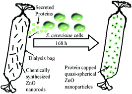 Graphical abstract: Biomilling of rod-shaped ZnO nanoparticles: a potential role of Saccharomyces cerevisiae extracellular proteins
