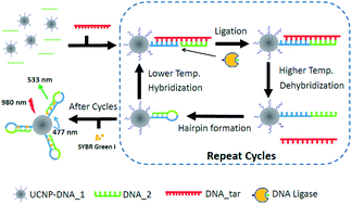 Graphical abstract: Ligase-assisted, upconversion luminescence resonance energy transfer-based method for specific and sensitive detection of V600E mutation in the BRAF gene