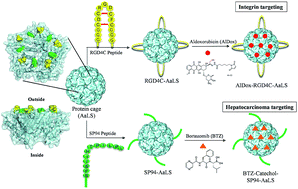 Graphical abstract: Lumazine synthase protein cage nanoparticles as modular delivery platforms for targeted drug delivery