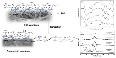 Graphical abstract: Effect of selective oxidation of bacterial cellulose on degradability in phosphate buffer solution and their affinity for epidermal cell attachment