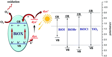 Graphical abstract: Preparation and characterization of SiO2/BiOX (X = Cl, Br, I) films with high visible-light activity