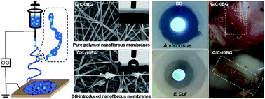 Graphical abstract: Fabrication of bioactive glass-introduced nanofibrous membranes with multifunctions for potential wound dressing