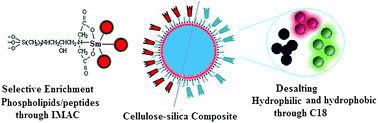 Graphical abstract: New cellulose–silica composite IMAC/C18 for the selective enrichment of phosphorylated molecules and the improved recovery of hydrophilic species