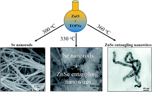 Graphical abstract: One-pot synthesis of cubic ZnSe entangled nanowires and hexagonal Se nanorods