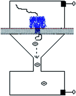 Graphical abstract: A tandem cell for nanopore-based DNA sequencing with exonuclease