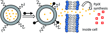 Graphical abstract: Chemically triggered release of 5-aminolevulinic acid from liposomes