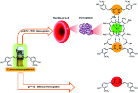 Graphical abstract: Hemoglobin detection using curcumin nanoparticles as a colorimetric chemosensor