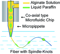 Graphical abstract: Continuous generation of alginate microfibers with spindle-knots by using a simple microfluidic device