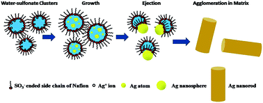 Graphical abstract: Time resolved growth of membrane stabilized silver NPs and their catalytic activity