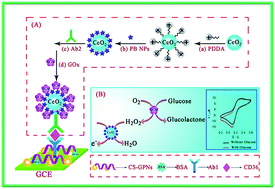 Graphical abstract: Signal-enhanced electrochemical immunosensor for CD36 based on cascade catalysis of a GOx labeled Prussian blue functionalized Ceria nanohybrid