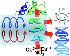 Graphical abstract: Inspecting chiral molecules by Raman optical activity spectroscopy