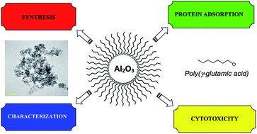 Graphical abstract: Synthesis and characterization of poly(γ-glutamic acid)-based alumina nanoparticles with their protein adsorption efficiency and cytotoxicity towards human prostate cancer cells