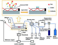 Graphical abstract: Highly sensitive detection of sulfadimidine in water and dairy products by means of an evanescent wave optical biosensor