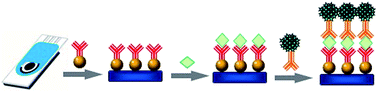 Graphical abstract: A magnetic electrochemical immunosensor for the detection of phosphorylated p53 based on enzyme functionalized carbon nanospheres with signal amplification