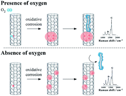 Graphical abstract: Effect of oxygen adsorption on the electrochemical oxidative corrosion of single-walled carbon nanotubes