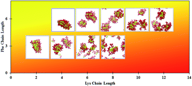 Graphical abstract: Molecular insights into the self-assembly of short amphiphilic peptides FmDn and FmKn