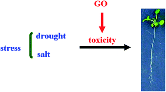 Graphical abstract: Toxicity and translocation of graphene oxide in Arabidopsis plants under stress conditions