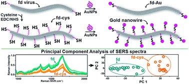 Graphical abstract: Filamentous virus decoration with gold nanoparticles: global fingerprints of bionanocomposites acquired with SERS