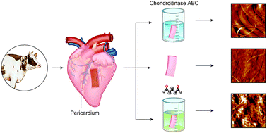 Graphical abstract: Collagen cross linking and fibril alignment in pericardium