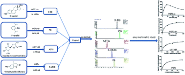 Graphical abstract: Validated assay for the evaluation of multiple glucuronidation activities in human liver microsomes via liquid chromatography-tandem mass spectrometry