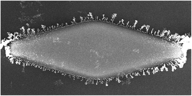 Graphical abstract: Particle clustering during pearl chain formation in a conductive-island based dielectrophoretic assembly system