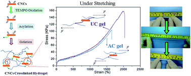 Graphical abstract: Fabrication of a highly elastic nanocomposite hydrogel by surface modification of cellulose nanocrystals