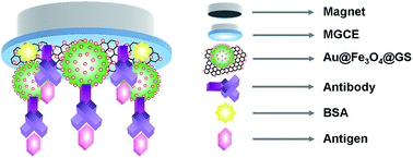 Graphical abstract: Magnetic electrode-based label-free electrochemical impedance spectroscopy immunosensor for sensitive detection of human malignant melanoma markers using gold nanoparticles functionalized magnetic graphene sheets as signal amplifier