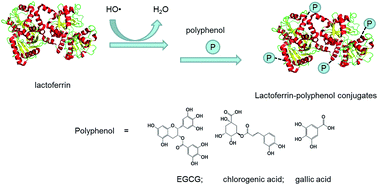 Graphical abstract: Structural characterization and functional evaluation of lactoferrin–polyphenol conjugates formed by free-radical graft copolymerization