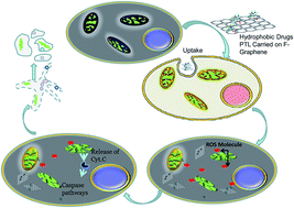 Graphical abstract: Nanodelivery of parthenolide using functionalized nanographene enhances its anticancer activity