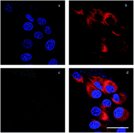 Graphical abstract: Highly fluorescent QD probes labeling hepatocellular carcinoma cells