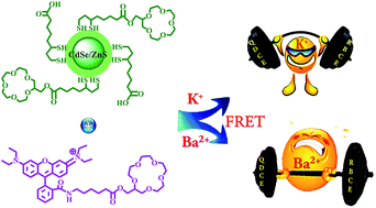 Graphical abstract: Metal ion induced fluorescence resonance energy transfer between crown ether functionalized quantum dots and rhodamine B: selectivity of K+ ion