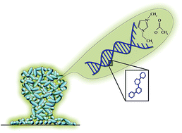 Graphical abstract: Solvent optimization for bacterial extracellular matrices: a solution for the insoluble