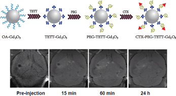Graphical abstract: Chlorotoxin-conjugated, PEGylated Gd2O3 nanoparticles as a glioma-specific magnetic resonance imaging contrast agent