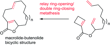 Graphical abstract: A relay ring-opening/double ring-closing metathesis strategy for the bicyclic macrolide-butenolide core structures