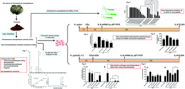 Graphical abstract: Cinnamomum osmophloeum extracts inhibit growth of Helicobacter pylori and postinfectious interleukin-8 expression in human gastric epithelial cells