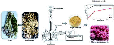 Graphical abstract: Polysaccharide from garlic straw: extraction, structural data, biological properties and application to beef meat preservation