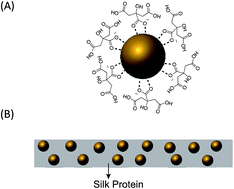 Graphical abstract: Gold nanoparticle-doped silk film as biocompatible SERS substrate