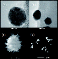 Graphical abstract: Glucose detection using SERS with multi-branched gold nanostructures in aqueous medium