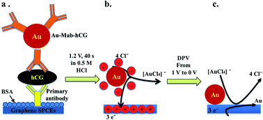 Graphical abstract: A highly sensitive gold nanoparticle bioprobe based electrochemical immunosensor using screen printed graphene biochip