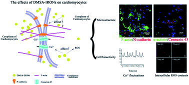 Graphical abstract: Effects of 2,3-dimercaptosuccinic acid modified Fe2O3 nanoparticles on microstructure and biological activity of cardiomyocytes