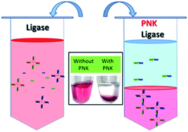 Graphical abstract: Phosphorylation triggered poly-nanoparticle assembly for naked-eye distinguishable T4 polynucleotide kinase detection