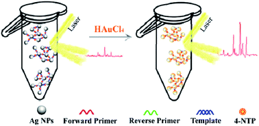 Graphical abstract: SERS-active Ag@Au core–shell NP assemblies for DNA detection