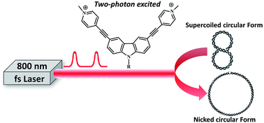 Graphical abstract: Novel carbazole-based two-photon photosensitizer for efficient DNA photocleavage in anaerobic condition using near-infrared light