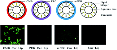 Graphical abstract: Coating of carboxymethyl dextran on liposomal curcumin to improve the anticancer activity