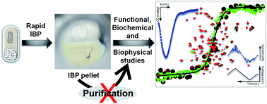 Graphical abstract: Thermodynamic, structural and functional properties of membrane protein inclusion bodies are analogous to purified counterparts: case study from bacteria and humans